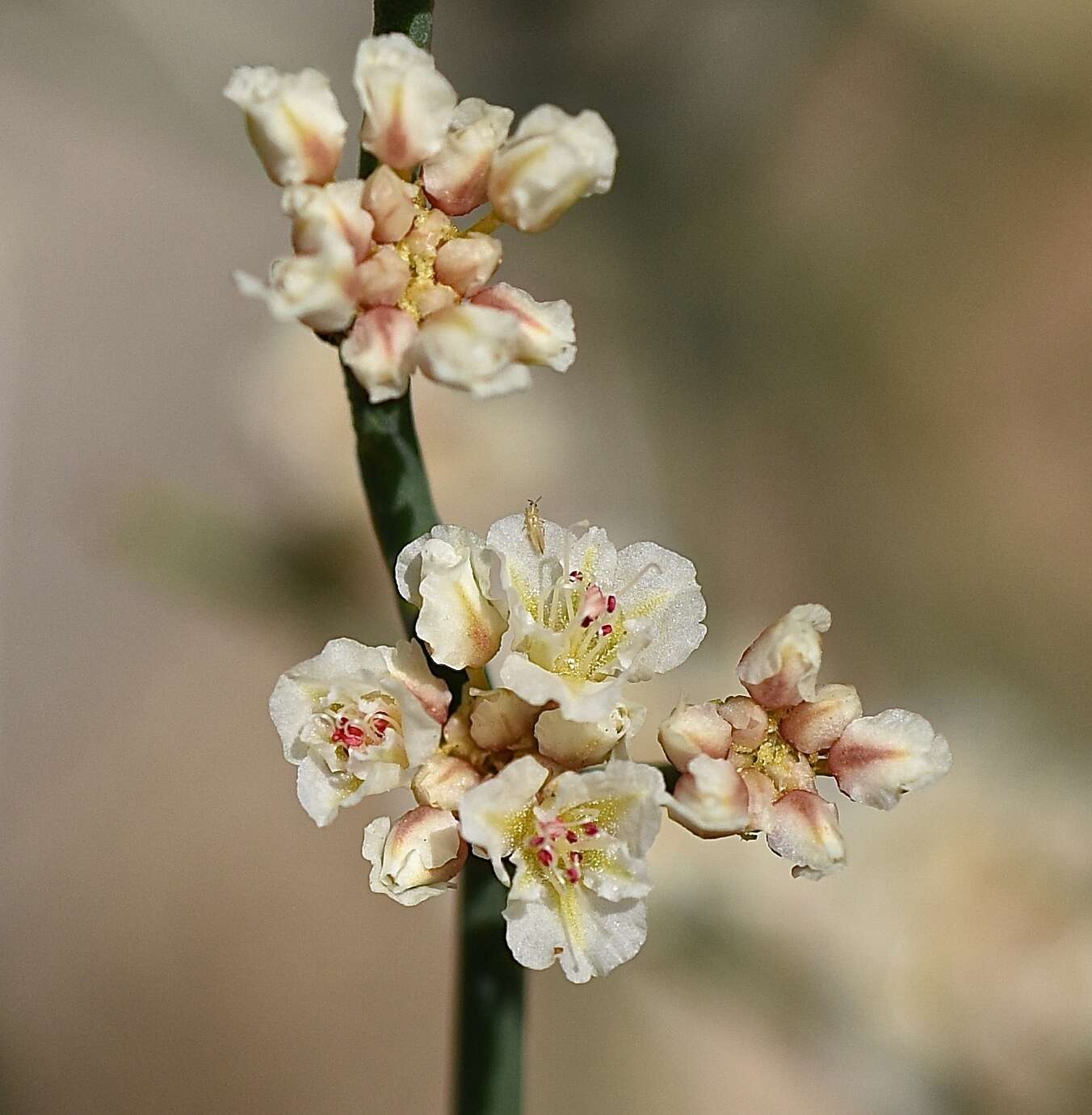 Imagem de Eriogonum heermannii Dur. & Hilg.