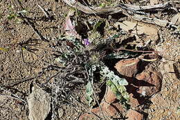 Image de Acanthopsis dispermoides H. M. Steyn