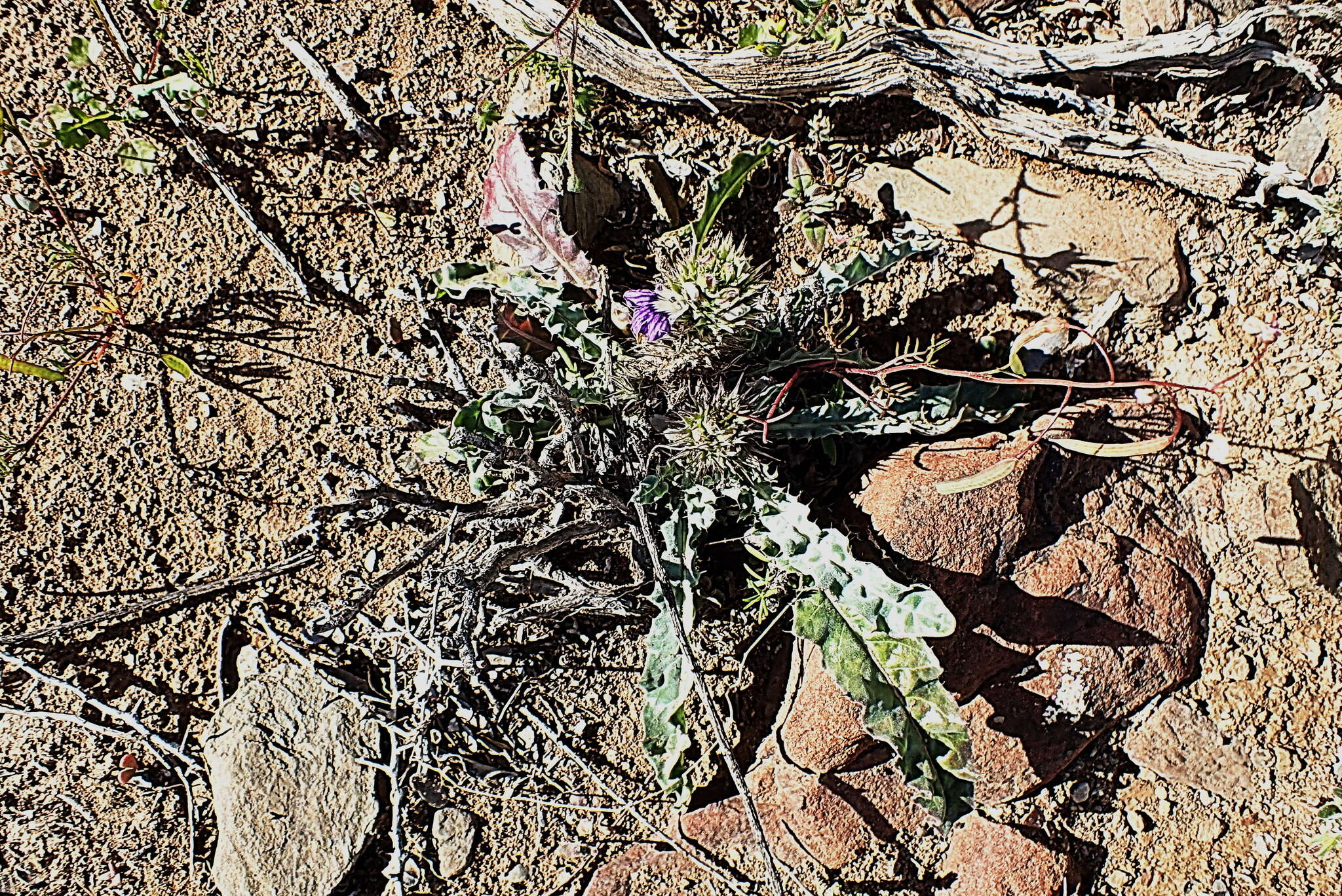 Image de Acanthopsis dispermoides H. M. Steyn