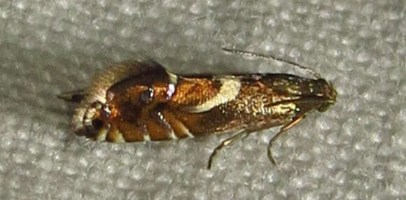 Image of Yellow Nutsedge Moth