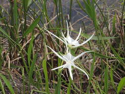 Image of Florida spiderlily