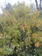 Image of Mandevilla foliosa (Müll. Arg.) Hemsl.