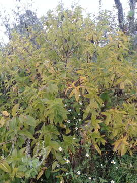 صورة Mandevilla foliosa (Müll. Arg.) Hemsl.