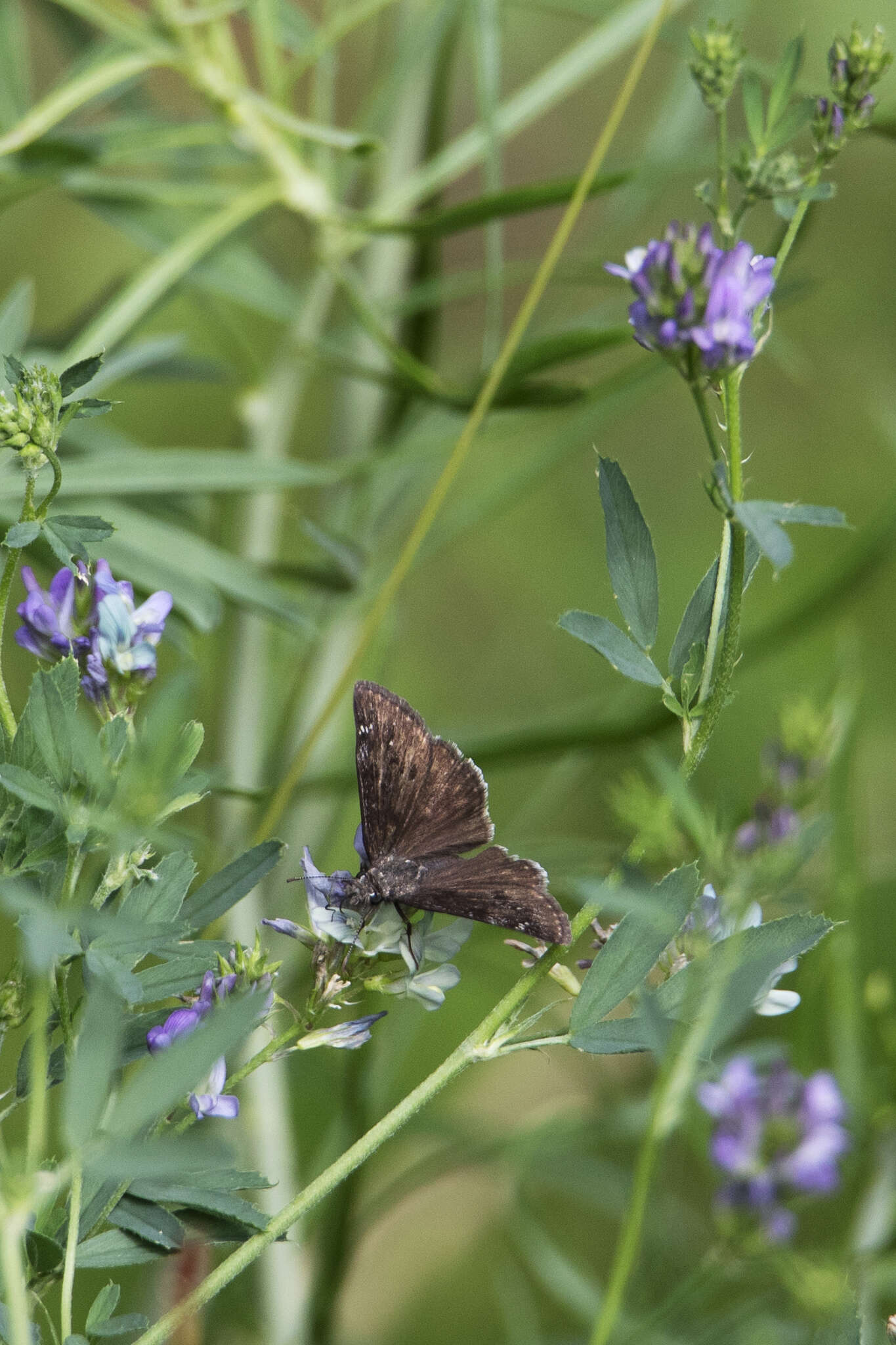 Erynnis afranius Lintner 1878的圖片