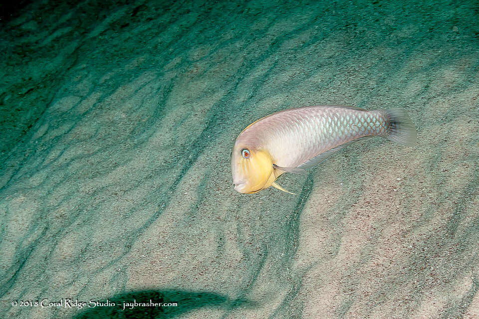 Image of Straighttail razorfish