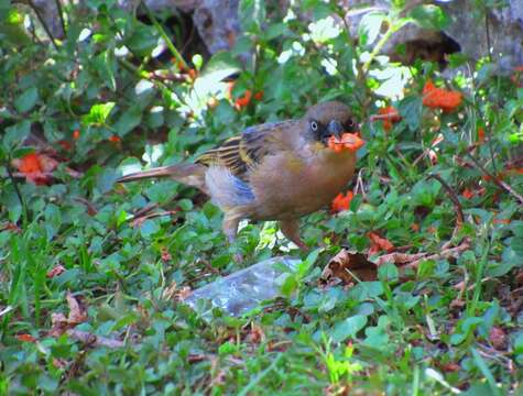 Image of Baglafecht Weaver