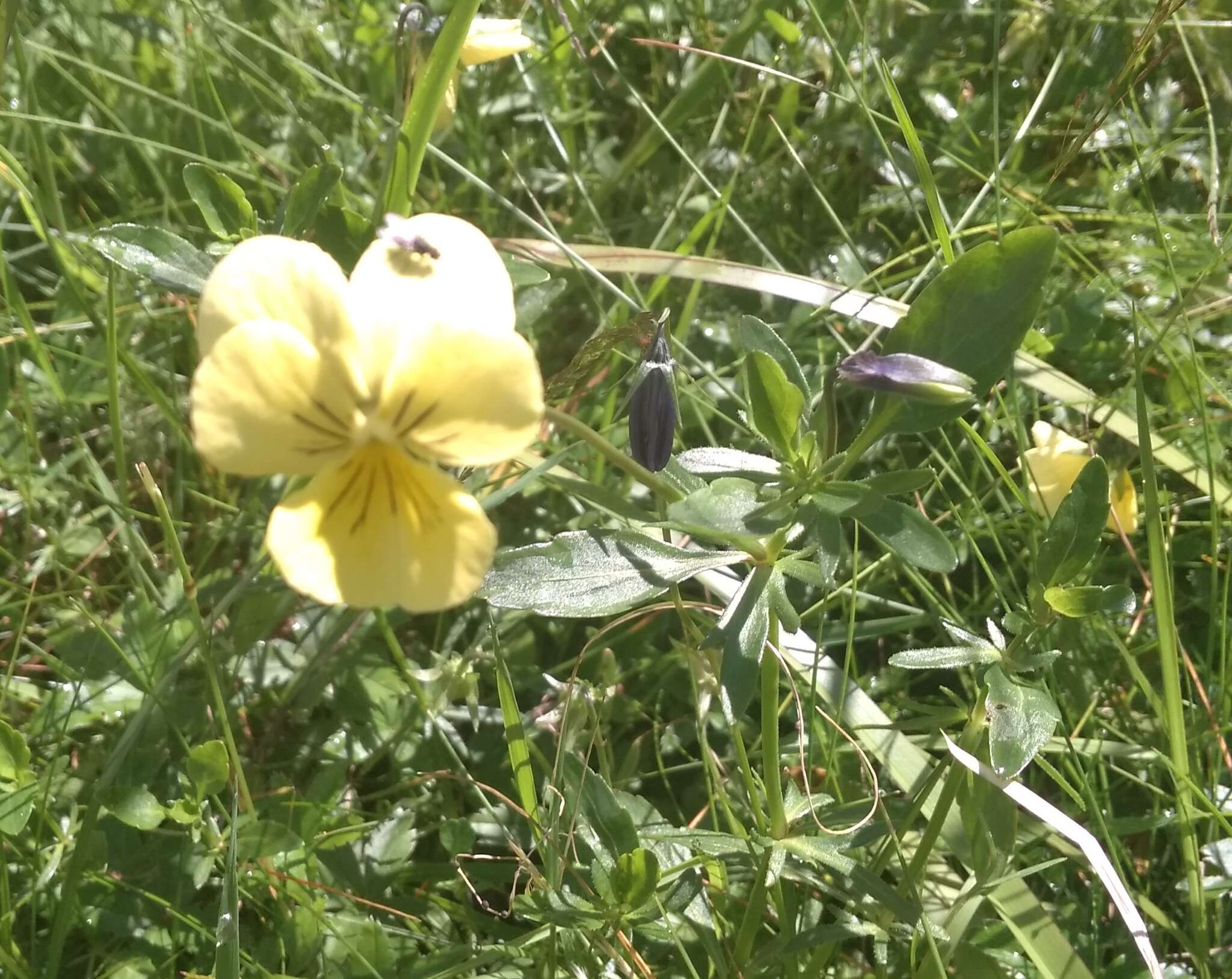 صورة Viola lutea subsp. sudetica (Willd.) W. Becker