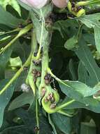 Image of Pubescent Leaf Kermes