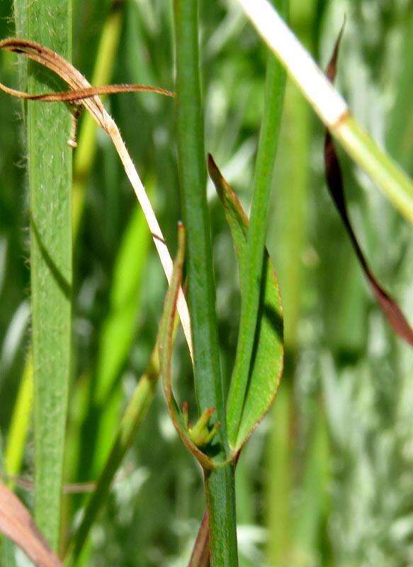 Image of Hypericum lalandii Choisy