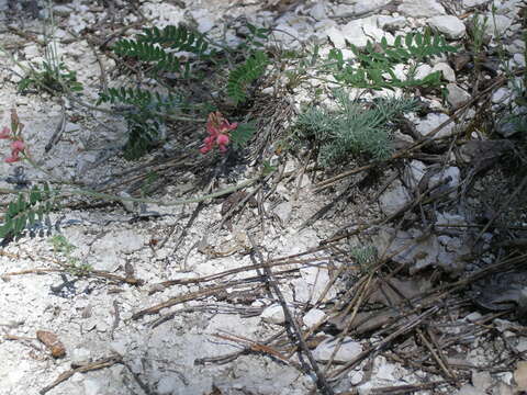 Image of Onobrychis arenaria (Kit.) DC.