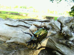 Image of Chalcosoma atlas keyboh Nagai 2004