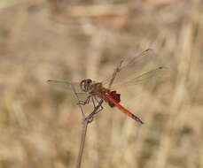 Image of Common Glider