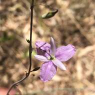 Image of Dichopogon capillipes (Endl.) Brittan