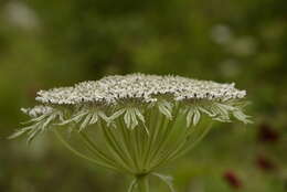 Слика од Ligusticopsis