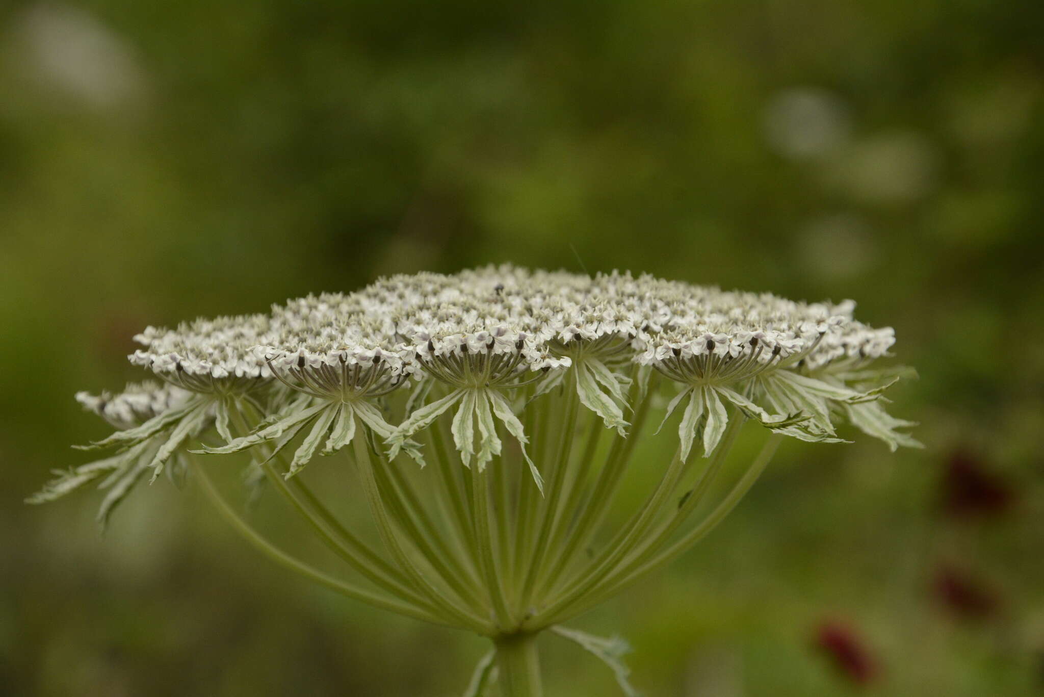 Imagem de Ligusticopsis