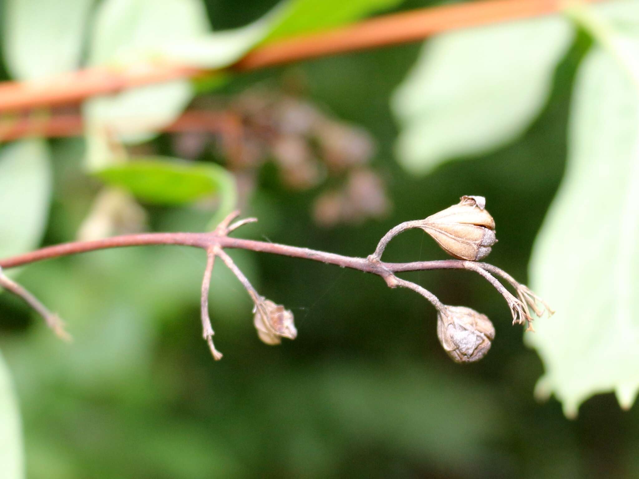 Image of golden mock orange