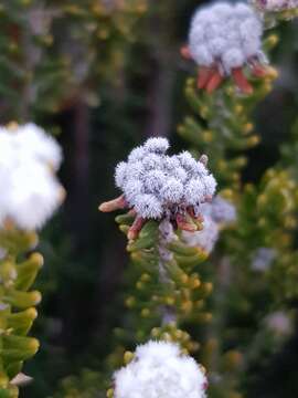 Image of Phylica comptonii Pillans