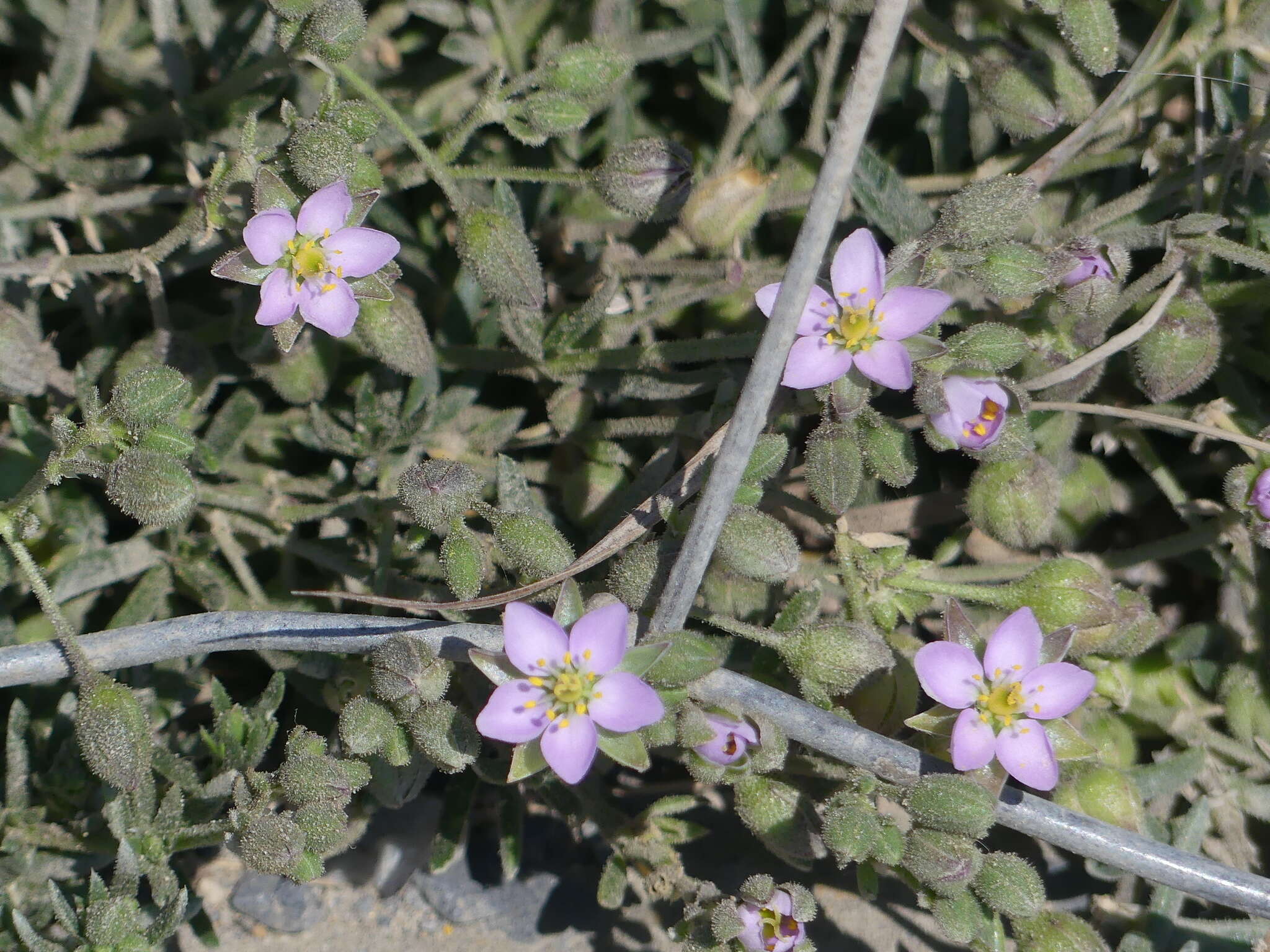 Image of Spergularia rupicola Le Jolis