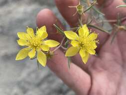 Image of Mentzelia sivinskii J. J. Schenk & L. Hufford