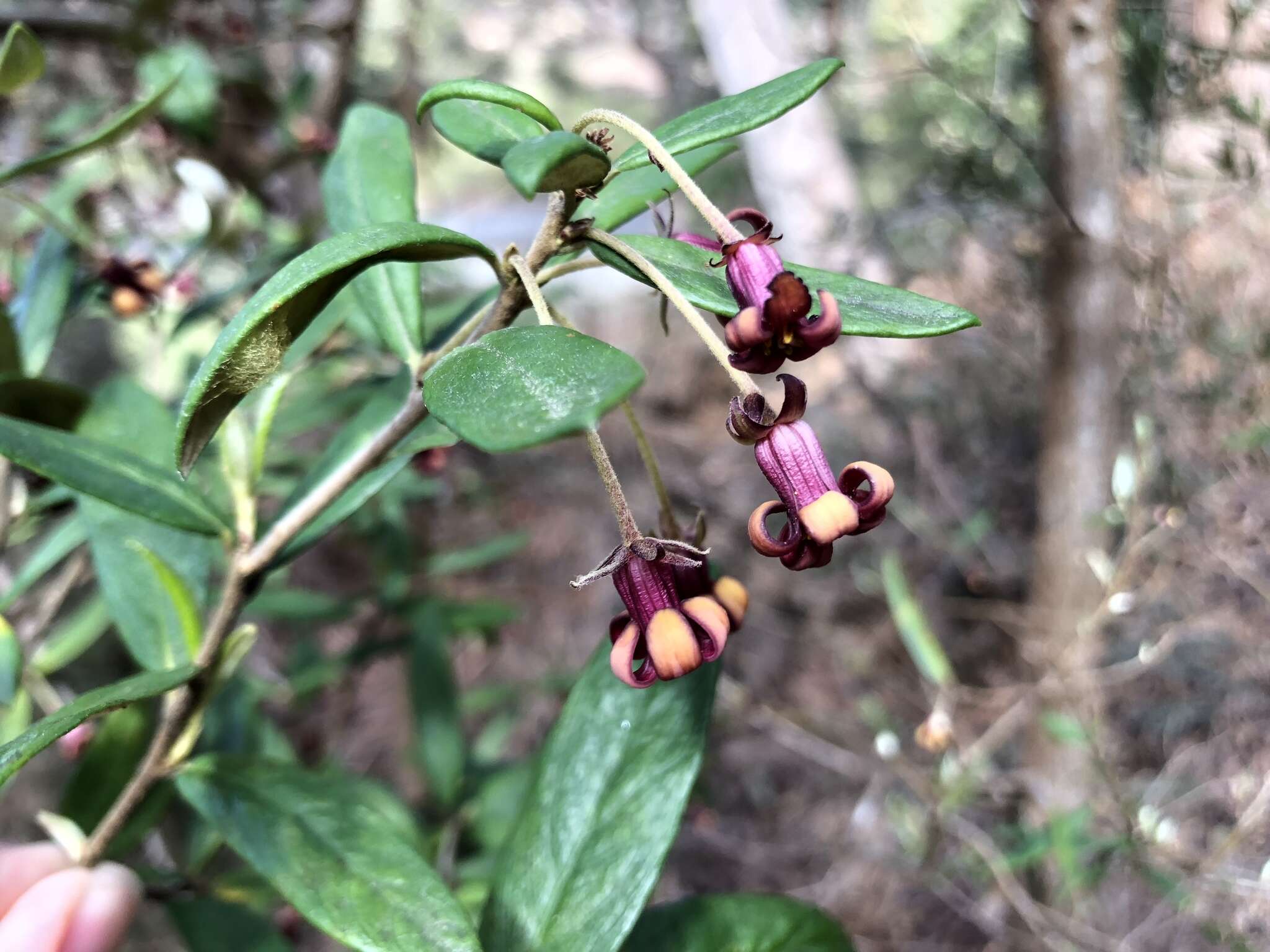 Image de Pittosporum bicolor Hook.