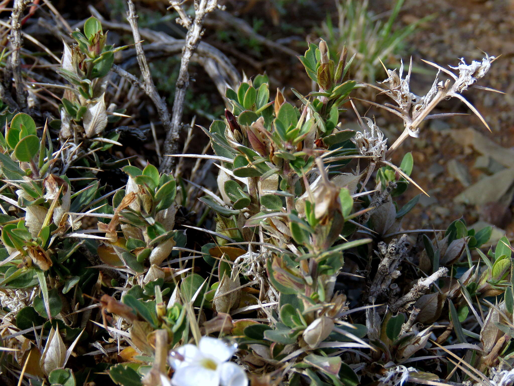 Image of Barleria stimulans E. Mey. ex Nees