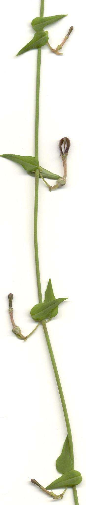 Image of Ceropegia linearis subsp. linearis