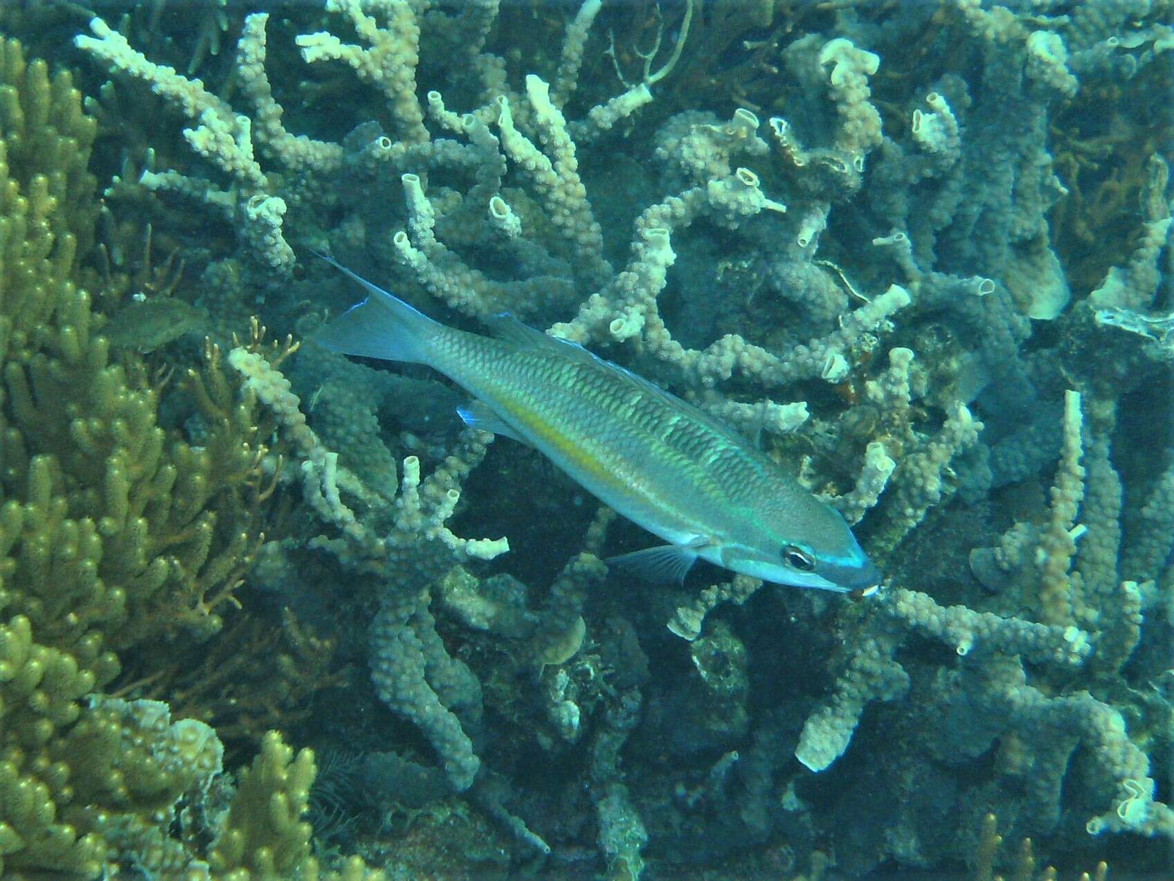 Image of Three-striped whiptail