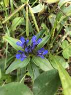 Image of Cross gentian