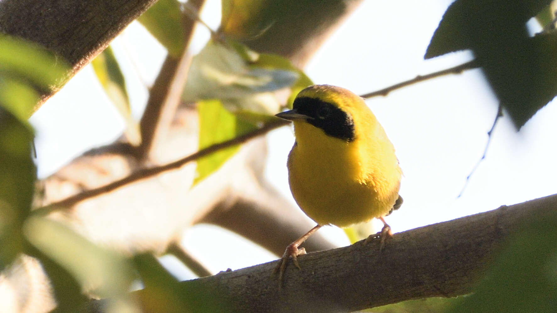 Image of Altamira Yellowthroat