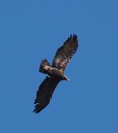 Image of Aquila chrysaetos canadensis (Linnaeus 1758)