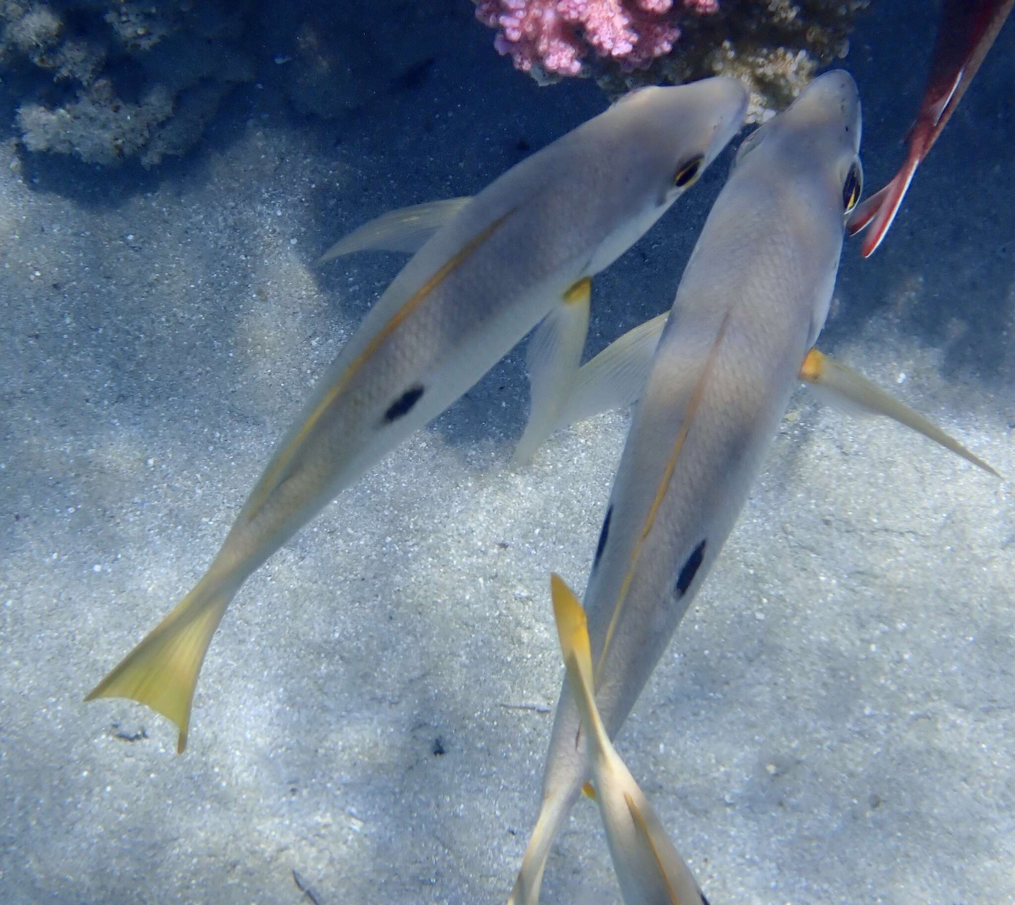 Image of Blackspot snapper