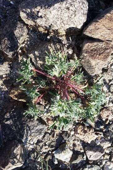 Image of Great Basin langloisia