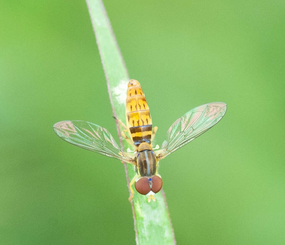 Слика од Toxomerus lacrymosus (Bigot 1884)