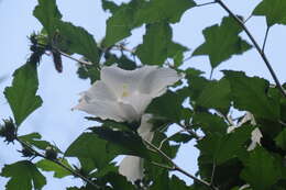 Imagem de Hibiscus syriacus L.