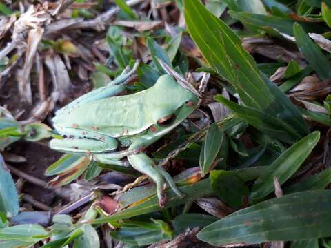 صورة Boana marginata (Boulenger 1887)