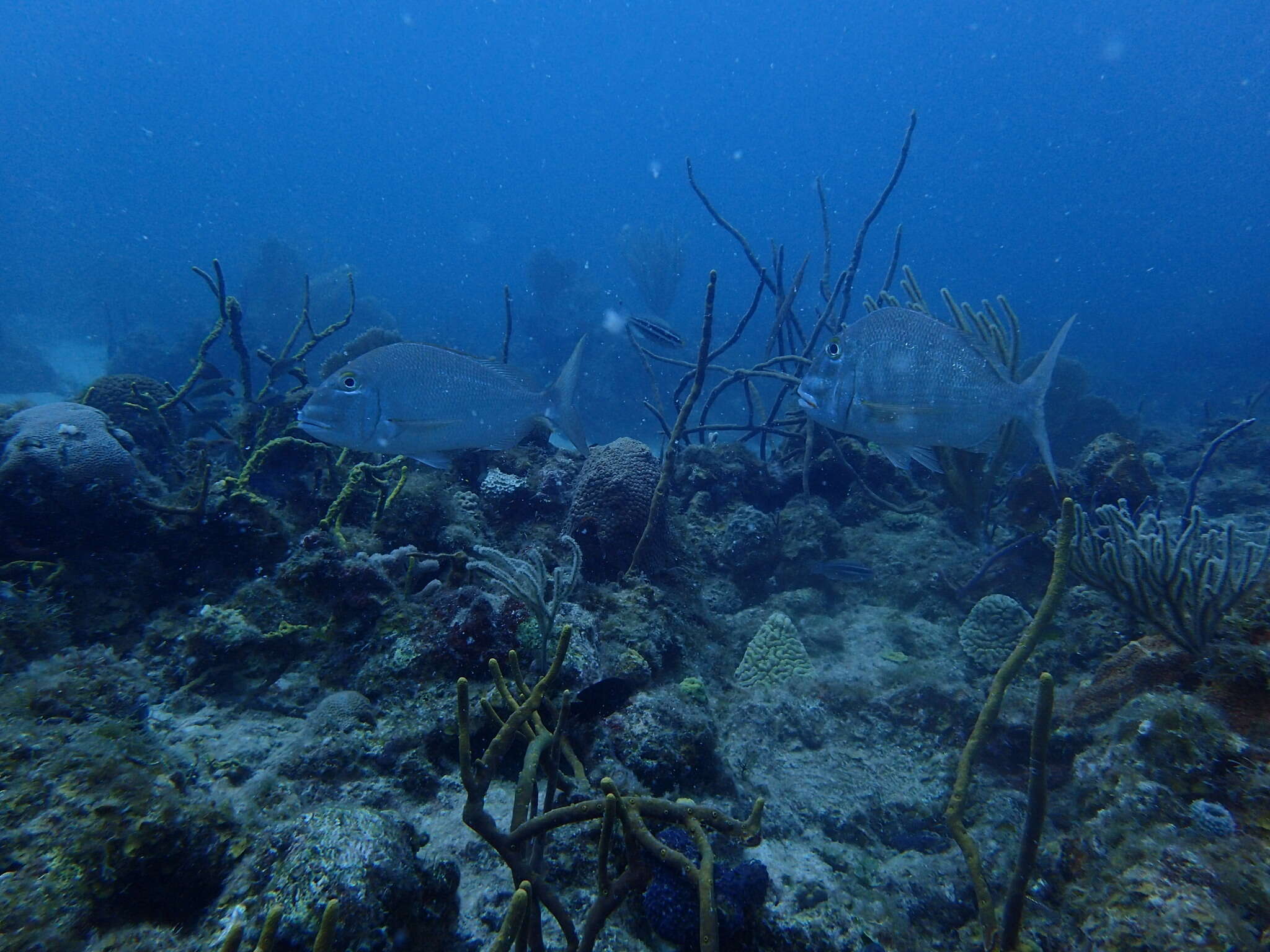 Image of Blue Bone Porgy