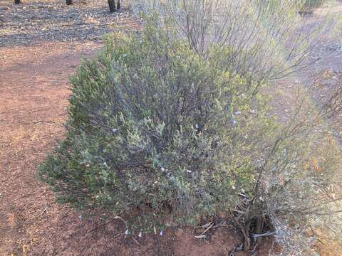 Imagem de Eremophila pustulata S. Moore