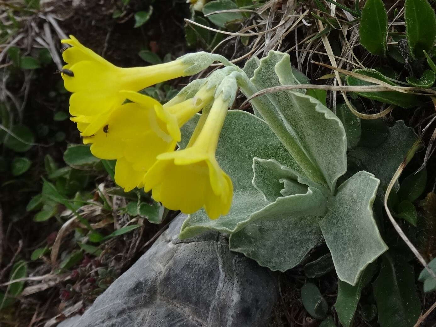 Image of Primula auricula L.