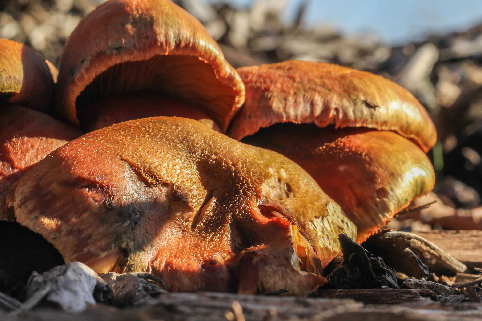 Imagem de Gymnopilus aeruginosus (Peck) Singer 1951