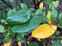 Image of Cotoneaster gamblei Klotz