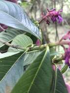 Image de Palicourea angustifolia Kunth