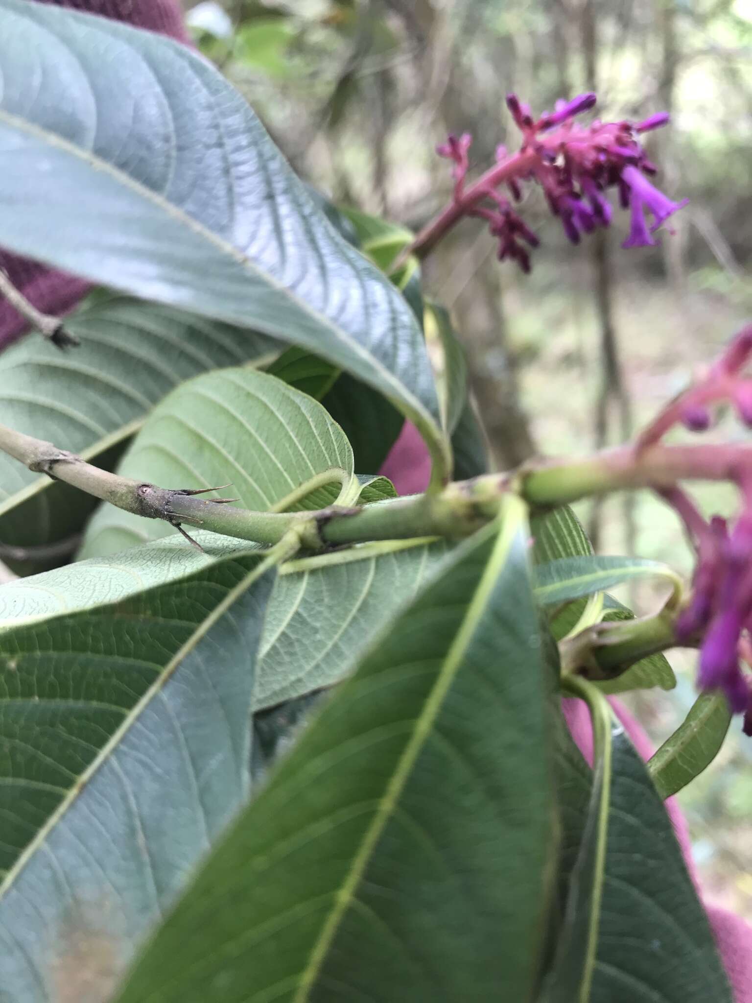 Palicourea angustifolia Kunth resmi