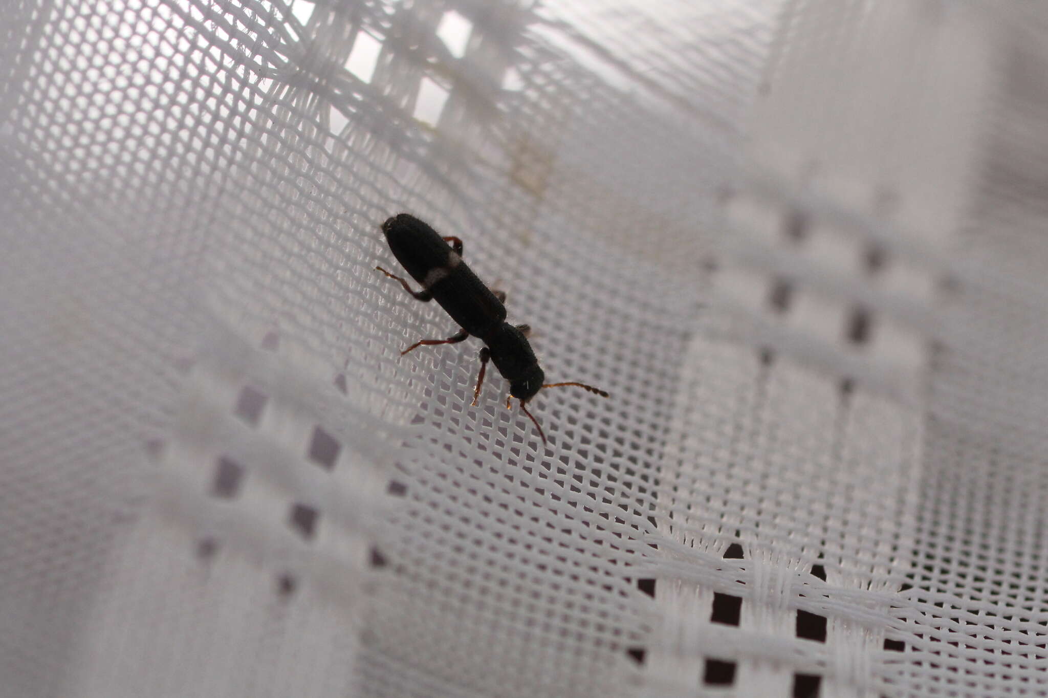 Image of Checkered beetle