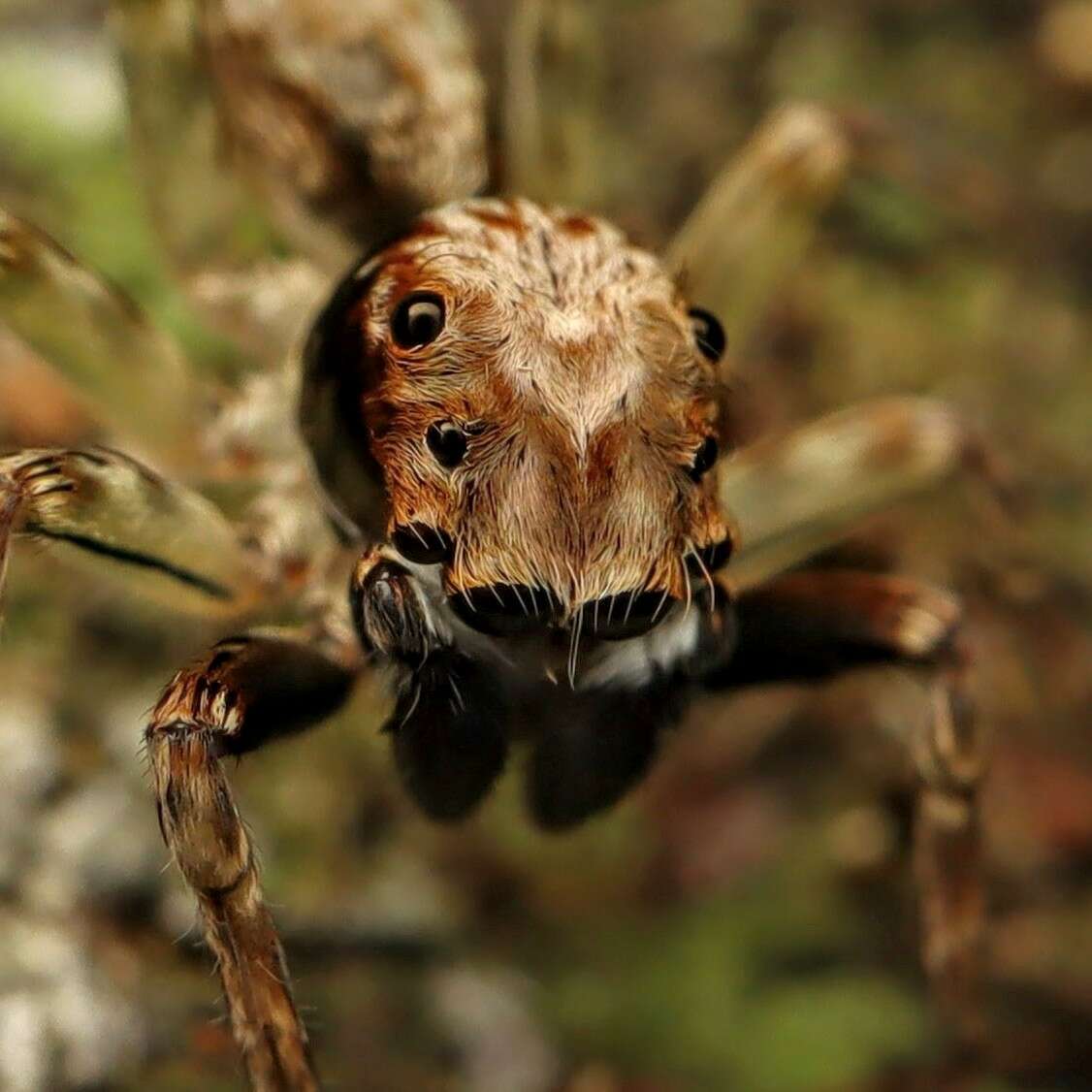 Image of Mintonia silvicola Wanless 1987