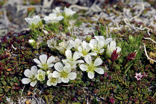 Слика од Pseudocherleria macrocarpa (Pursh) Dillenb. & Kadereit