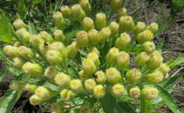 Plancia ëd Nidorella ivifolia (L.) J. C. Manning & Goldblatt