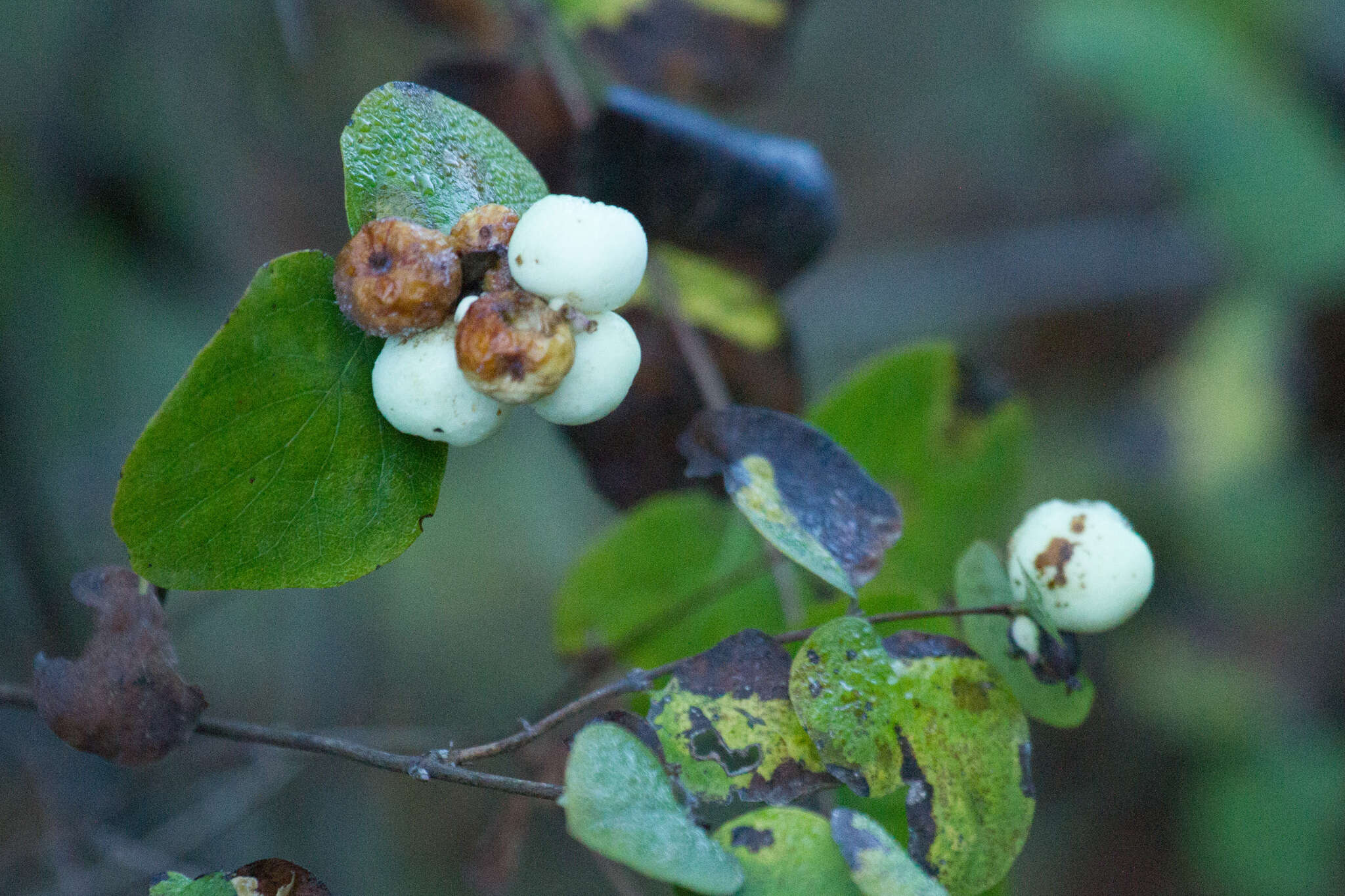 Image of common snowberry