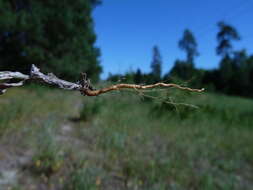 Image of field cudweed