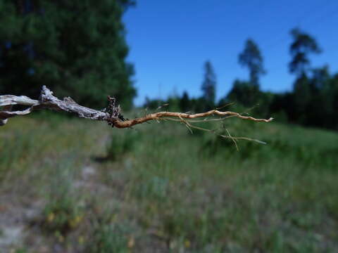 Image of field cudweed