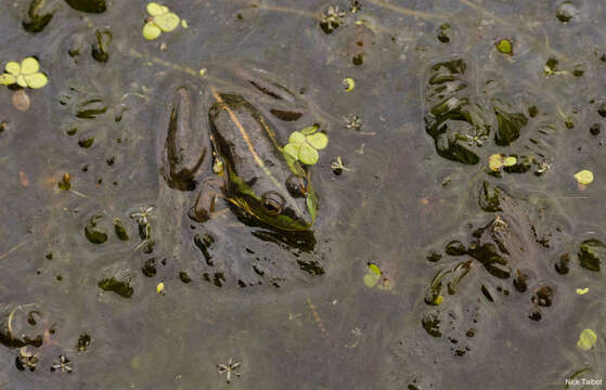 Image of Dahl’s Aquatic Frog